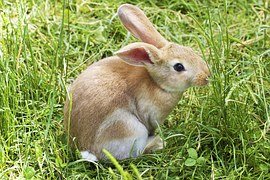 bunny-837443__1801